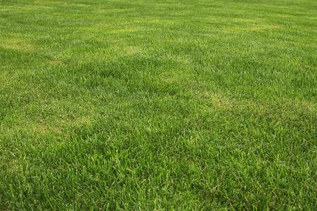5 tips for keeping your lawn healthy during winter
