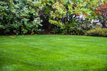 Revitalize Your Lawn: The Benefits of Aeration and Overseeding Thumbnail